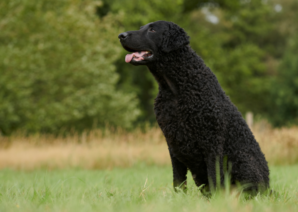 #39. Curly coated retriever (tie)